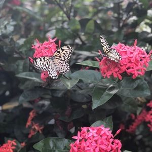 Meet your Posher, Diana